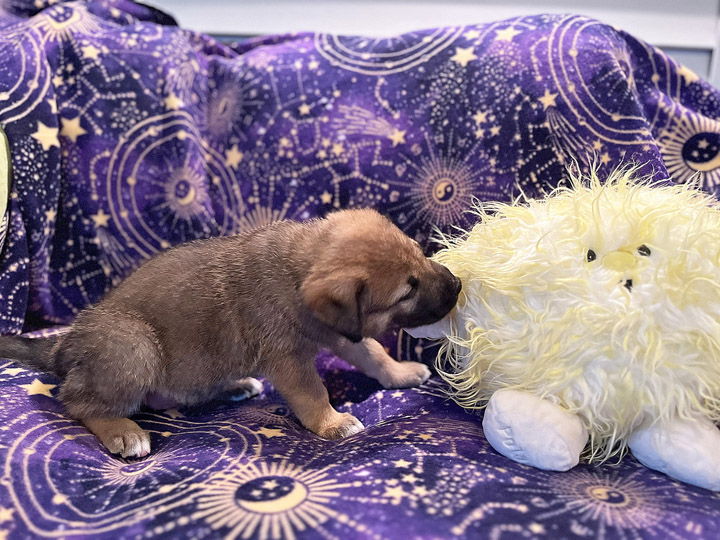 chinook puppy